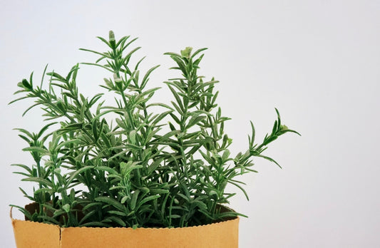 Rosemary oil and hair health