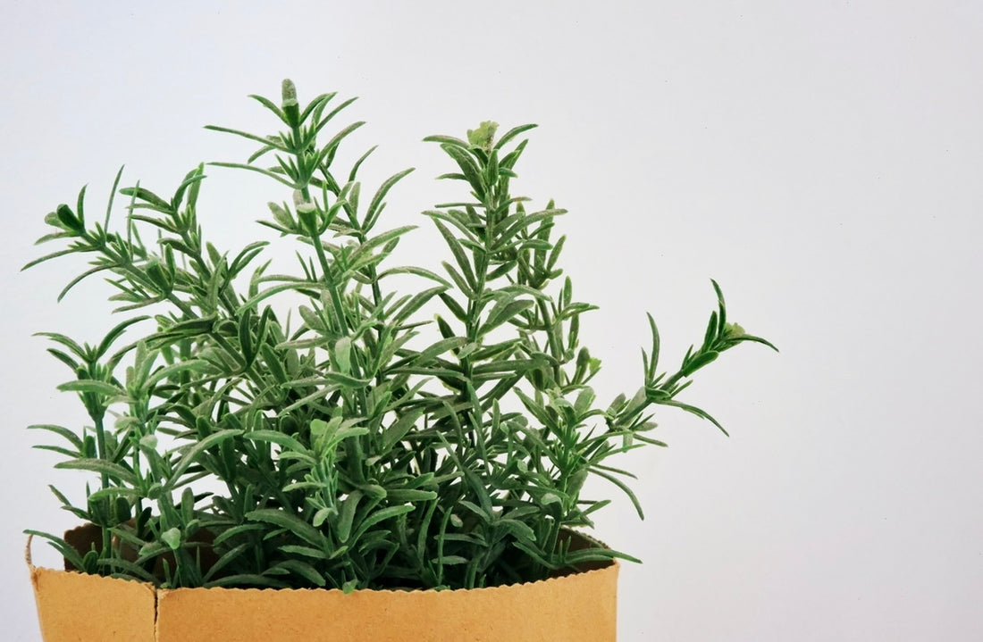 Rosemary oil and hair health